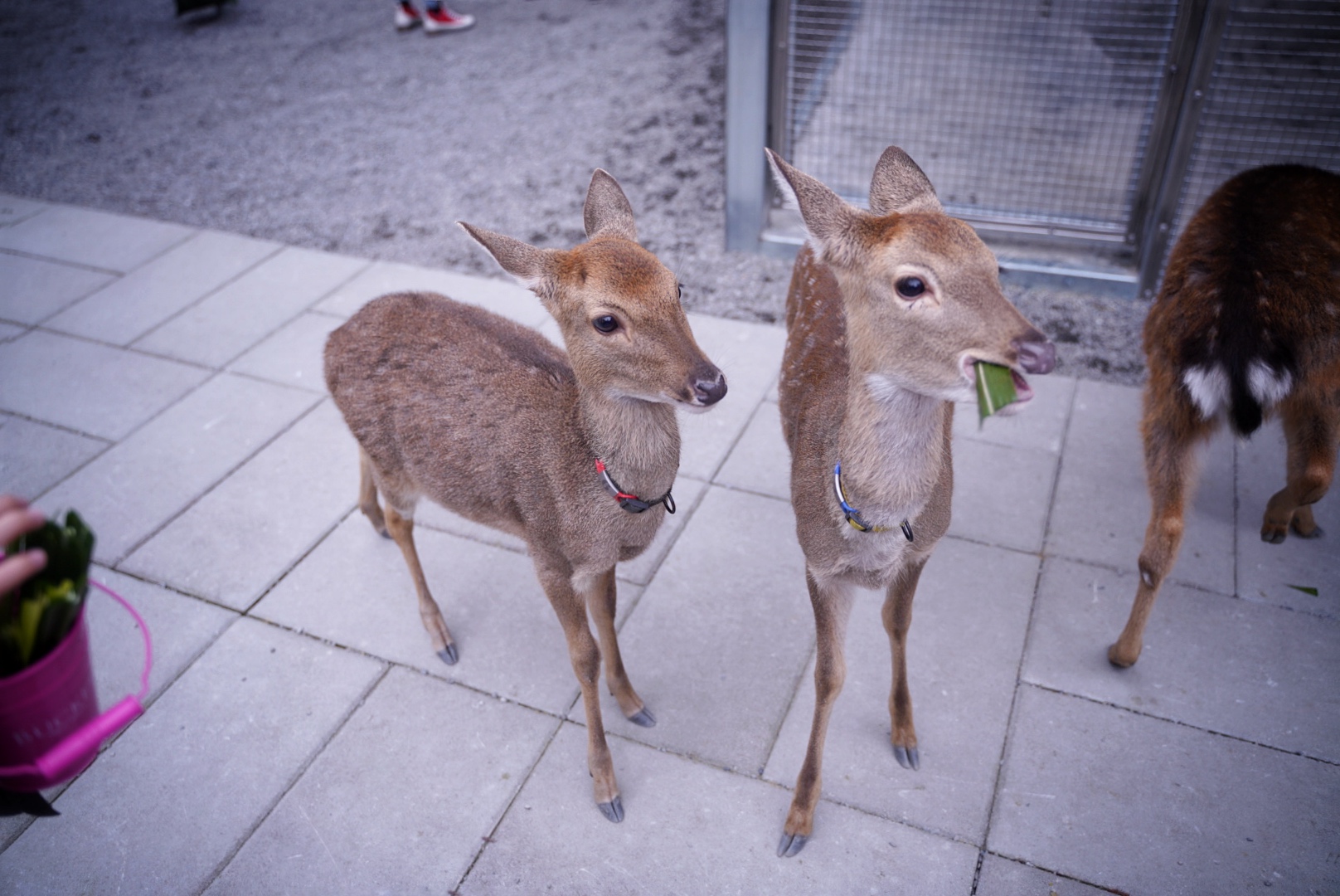 水岸森林物語動物園區