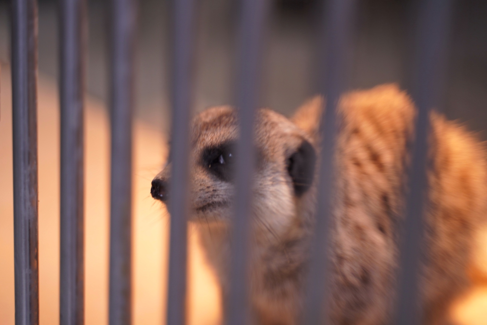 水岸森林物語動物園區