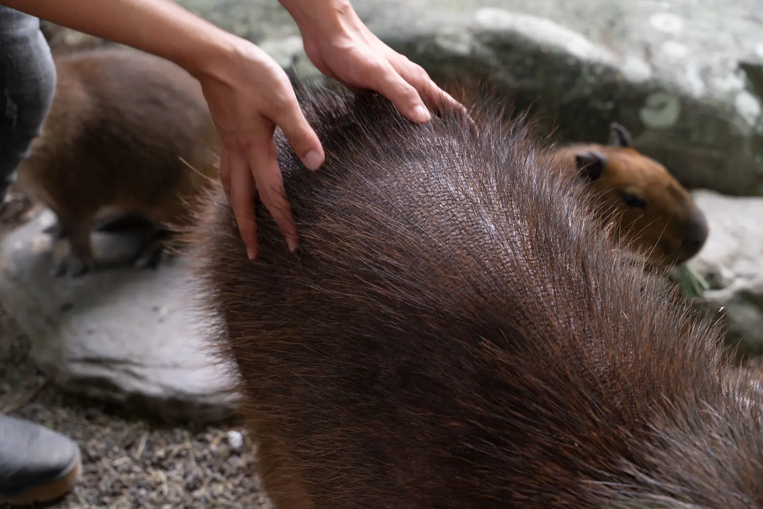 水岸森林物語動物