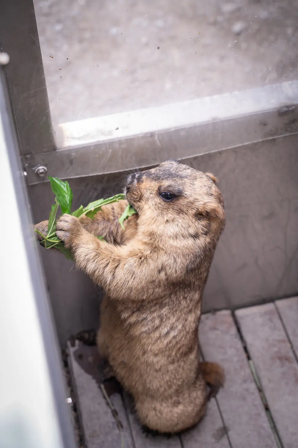水岸森林物語動物