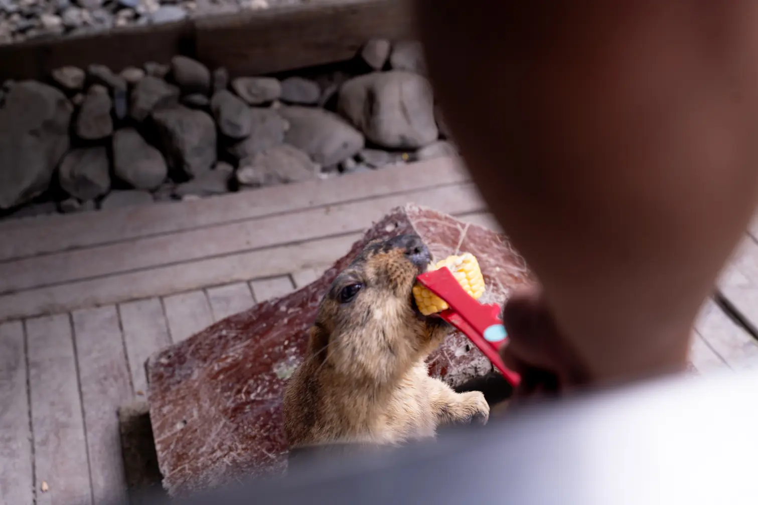 水岸森林物語動物