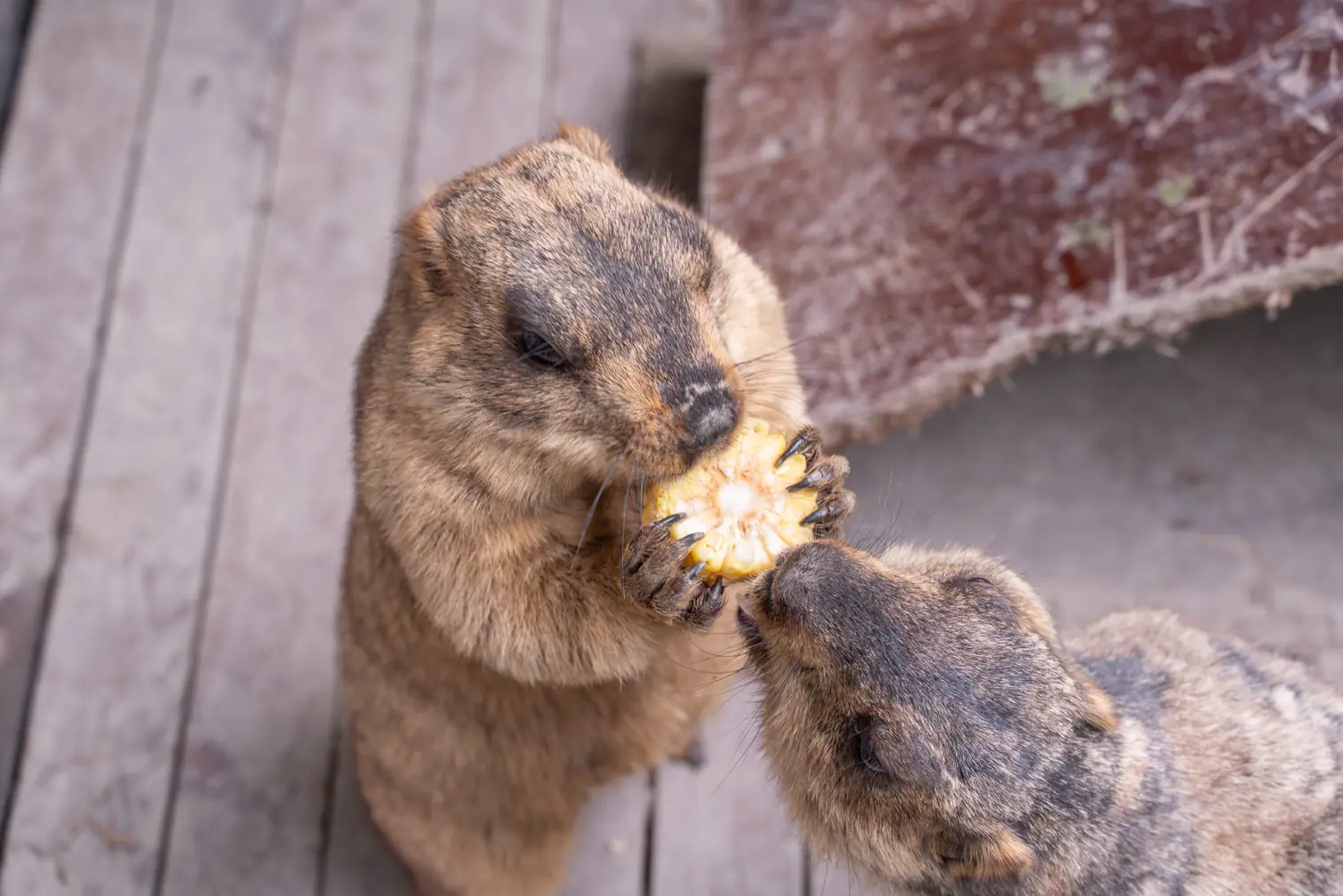 水岸森林物語動物