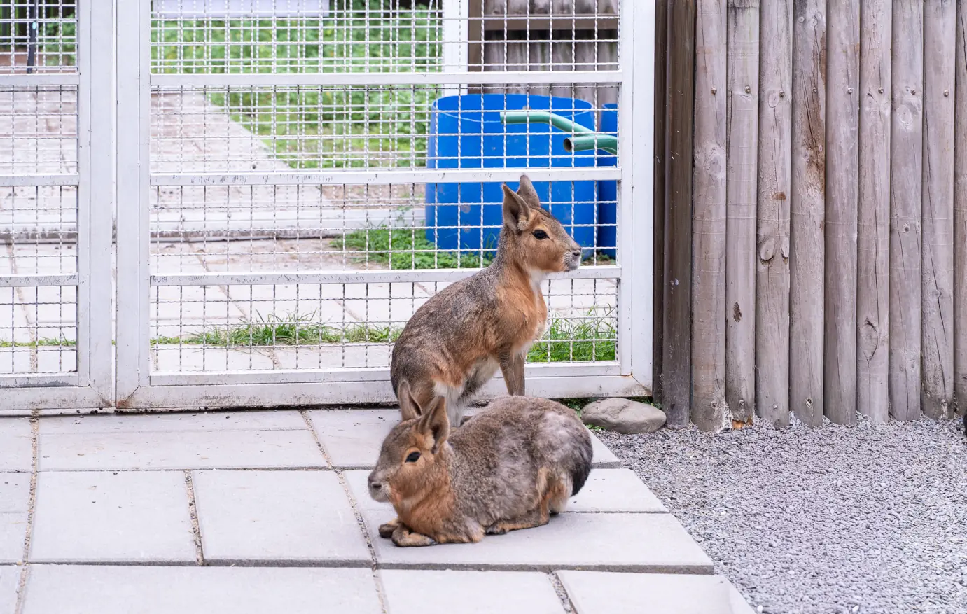水岸森林物語動物