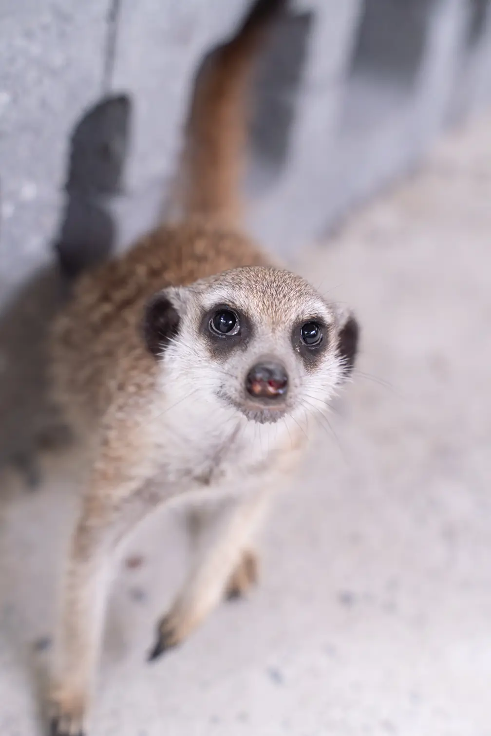 水岸森林物語動物