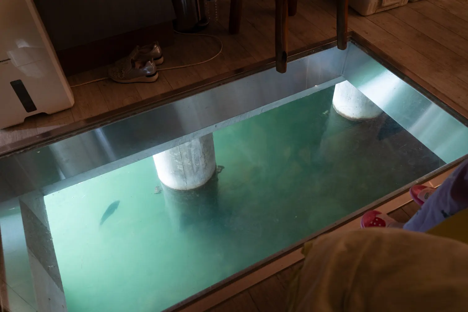 水岸森林物語動物